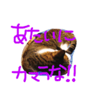 愛しのりぴたんとりおたん♡（個別スタンプ：11）