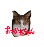 愛しのりぴたんとりおたん♡（個別スタンプ：15）