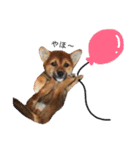 柴犬コータ、第2弾！（個別スタンプ：1）