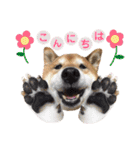 柴犬コータ、第2弾！（個別スタンプ：2）