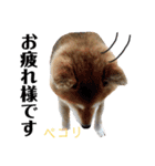 柴犬コータ、第2弾！（個別スタンプ：3）