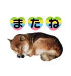 柴犬コータ、第2弾！（個別スタンプ：4）