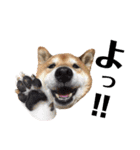 柴犬コータ、第2弾！（個別スタンプ：5）