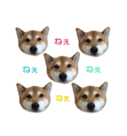 柴犬コータ、第2弾！（個別スタンプ：6）