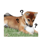 柴犬コータ、第2弾！（個別スタンプ：7）