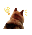 柴犬コータ、第2弾！（個別スタンプ：8）