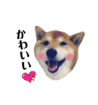 柴犬コータ、第2弾！（個別スタンプ：9）