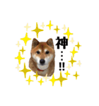柴犬コータ、第2弾！（個別スタンプ：11）