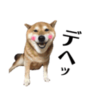 柴犬コータ、第2弾！（個別スタンプ：12）