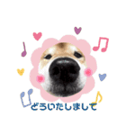柴犬コータ、第2弾！（個別スタンプ：13）