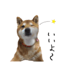 柴犬コータ、第2弾！（個別スタンプ：14）
