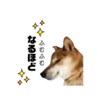 柴犬コータ、第2弾！（個別スタンプ：16）