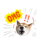 柴犬コータ、第2弾！（個別スタンプ：17）