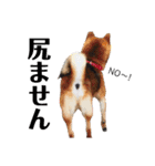 柴犬コータ、第2弾！（個別スタンプ：18）