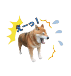 柴犬コータ、第2弾！（個別スタンプ：19）