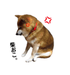 柴犬コータ、第2弾！（個別スタンプ：21）