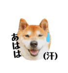 柴犬コータ、第2弾！（個別スタンプ：22）