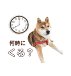 柴犬コータ、第2弾！（個別スタンプ：24）
