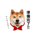 柴犬コータ、第2弾！（個別スタンプ：25）