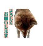 柴犬コータ、第2弾！（個別スタンプ：27）