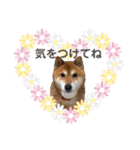 柴犬コータ、第2弾！（個別スタンプ：30）
