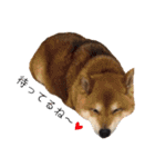 柴犬コータ、第2弾！（個別スタンプ：31）