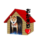 柴犬コータ、第2弾！（個別スタンプ：32）