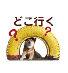 柴犬コータ、第2弾！（個別スタンプ：33）