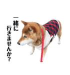 柴犬コータ、第2弾！（個別スタンプ：34）