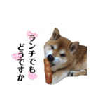 柴犬コータ、第2弾！（個別スタンプ：35）