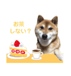 柴犬コータ、第2弾！（個別スタンプ：36）