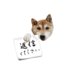 柴犬コータ、第2弾！（個別スタンプ：38）
