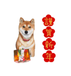 柴犬コータ、第2弾！（個別スタンプ：40）