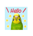 ☆第二弾☆かわいいセキセイインコ（個別スタンプ：1）