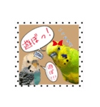 ☆第二弾☆かわいいセキセイインコ（個別スタンプ：3）