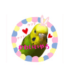 ☆第二弾☆かわいいセキセイインコ（個別スタンプ：4）