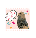 ☆第二弾☆かわいいセキセイインコ（個別スタンプ：5）