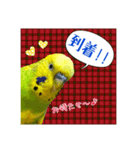 ☆第二弾☆かわいいセキセイインコ（個別スタンプ：7）