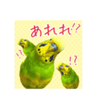 ☆第二弾☆かわいいセキセイインコ（個別スタンプ：10）