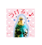 ☆第二弾☆かわいいセキセイインコ（個別スタンプ：11）