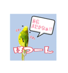 ☆第二弾☆かわいいセキセイインコ（個別スタンプ：12）