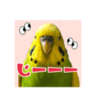 ☆第二弾☆かわいいセキセイインコ（個別スタンプ：13）