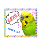 ☆第二弾☆かわいいセキセイインコ（個別スタンプ：14）