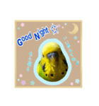 ☆第二弾☆かわいいセキセイインコ（個別スタンプ：15）