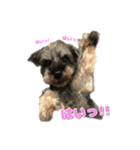 ミニシュナのアンちゃん（個別スタンプ：2）