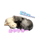 ミニシュナのアンちゃん（個別スタンプ：3）