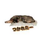 ミニシュナのアンちゃん（個別スタンプ：6）