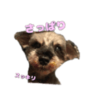 ミニシュナのアンちゃん（個別スタンプ：15）
