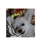 リーセラ1（個別スタンプ：1）