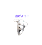 リーセラ1（個別スタンプ：2）